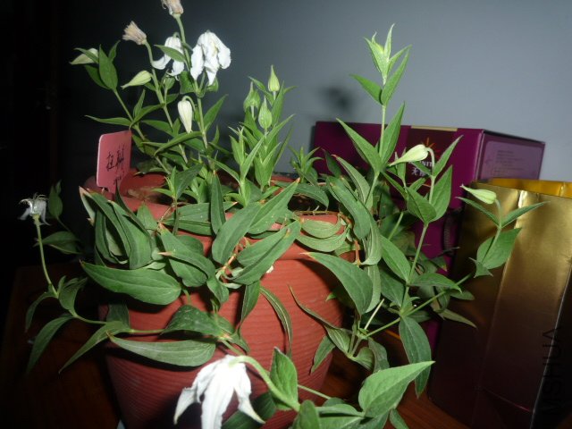 P1060052.JPG