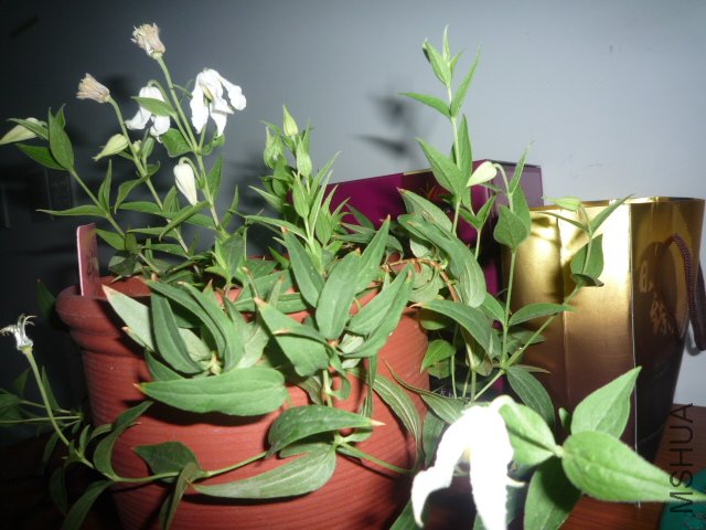P1060053.JPG