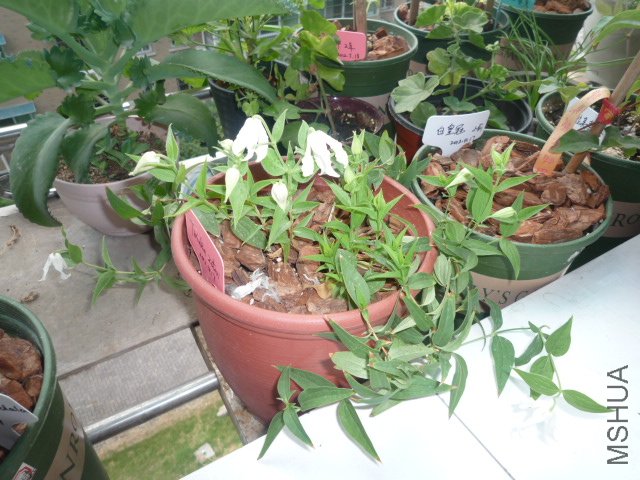 P1060061.JPG