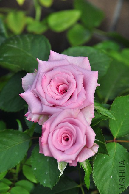 DSC_0006.JPG
