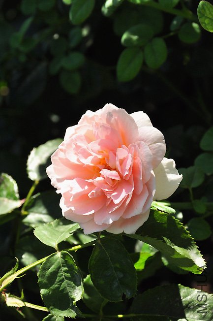 DSC_0032.JPG