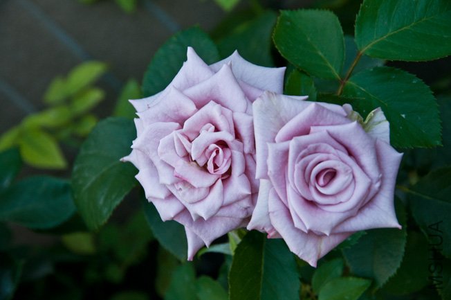 DSC_0005.JPG