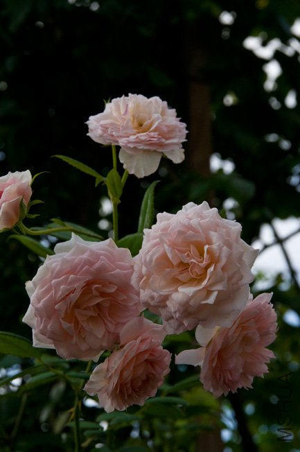 DSC_0007b.jpg