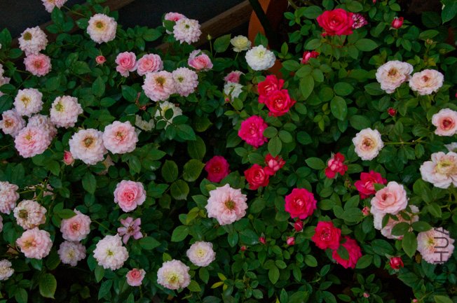 DSC_0011.JPG