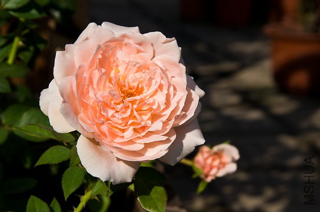 DSC_0035.JPG