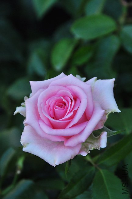 DSC_0079.JPG