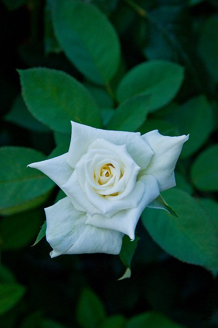 DSC_0068b.jpg