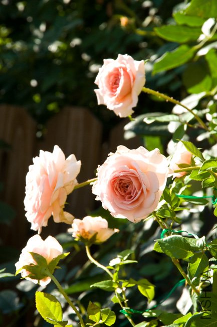 DSC_0106b.jpg