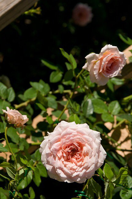DSC_0111b.jpg