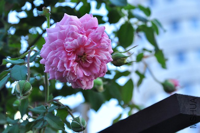 DSC_0051.JPG