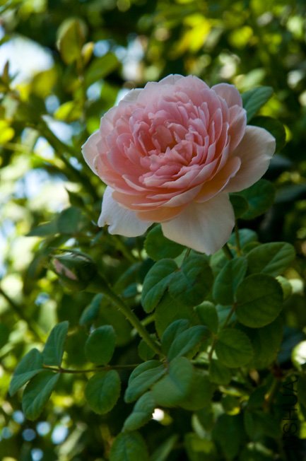 DSC_0104b.jpg