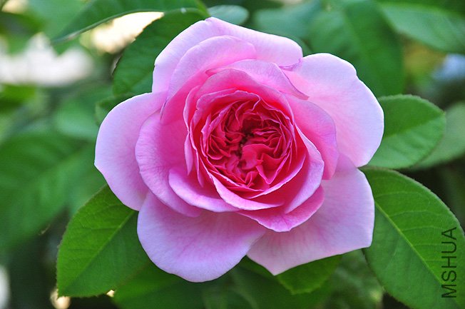 DSC_0018.JPG