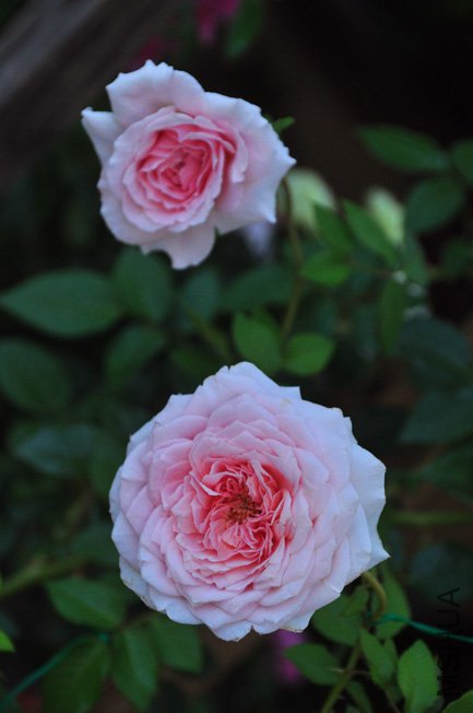 DSC_0039.JPG