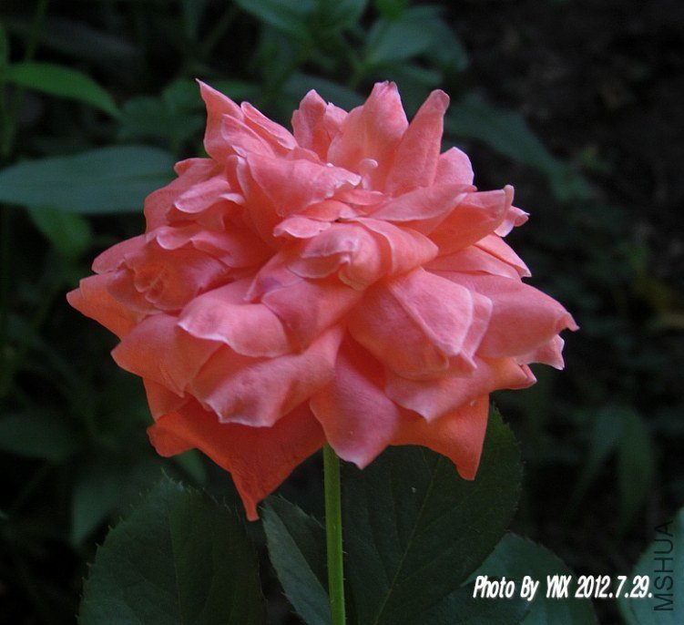 2012.7.29. 013_conew1.jpg