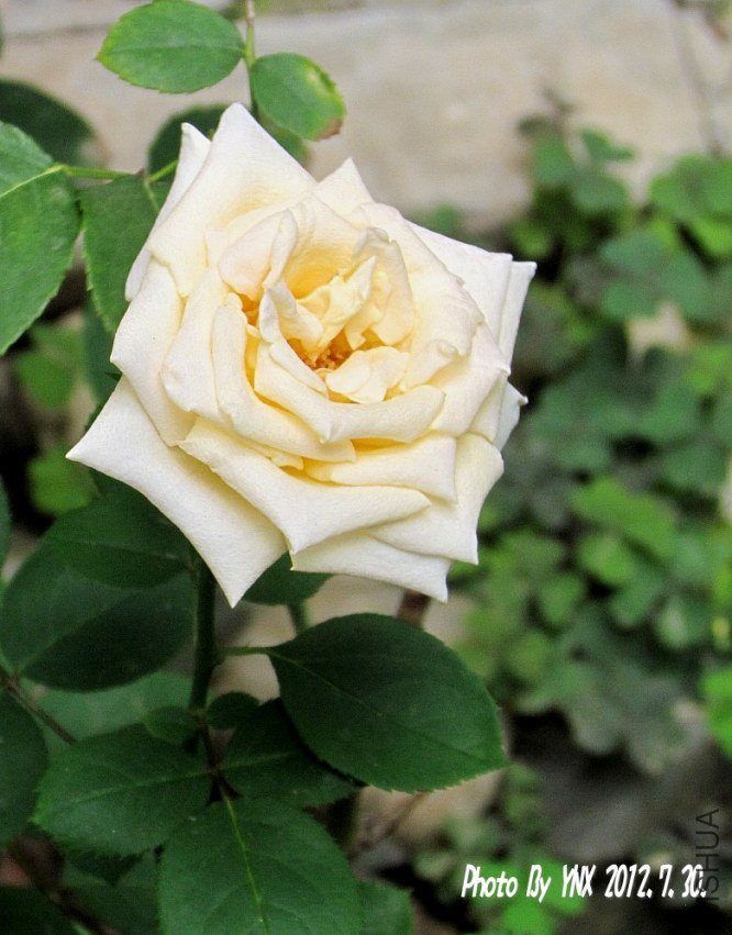 2012.7.30. 021_conew1.jpg