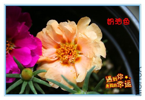 ��Ƭ 019_��������ɫ.jpg