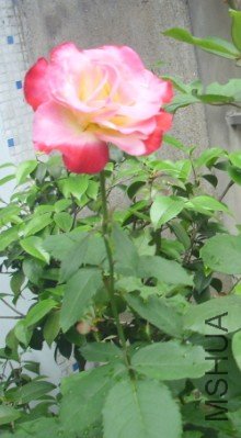 8FJLT1H9]K[2((UV52(7_9F.jpg