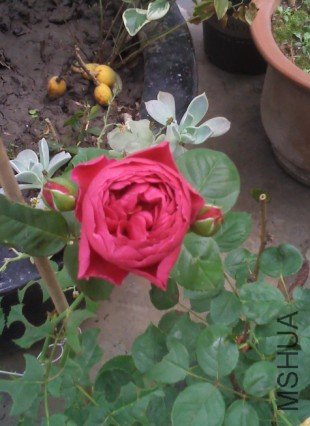 G0ZLqXHT%P%G24CPI8E]A.jpg
