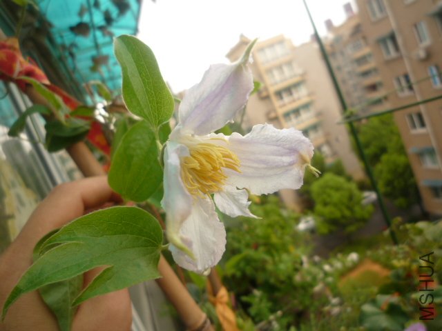 P1060077.JPG