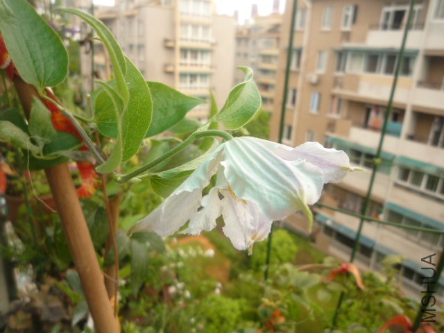 P1060129.JPG
