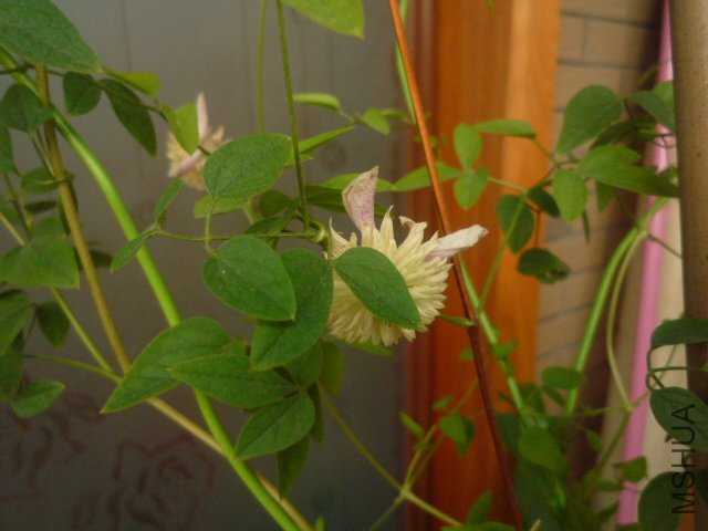 P1060134.JPG