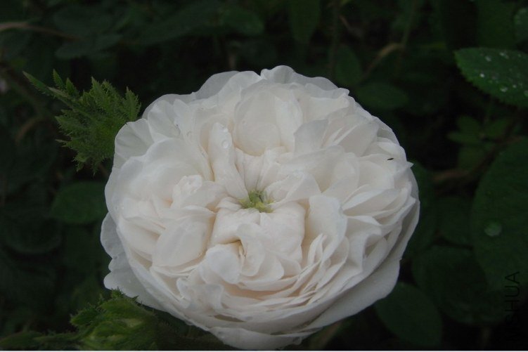 Mme Hardy-���Ϸ��� (1).jpg