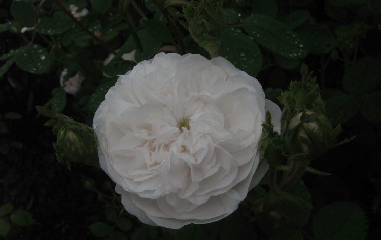 Mme Hardy-���Ϸ��� (2).jpg