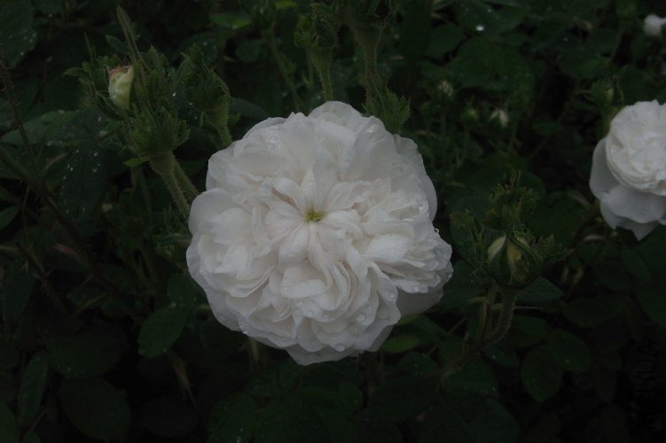 Mme Hardy-���Ϸ��� (3).jpg