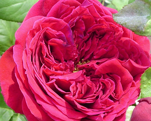 rose_Rouge_Royale.jpg