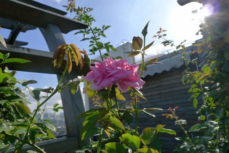 P1050954.JPG