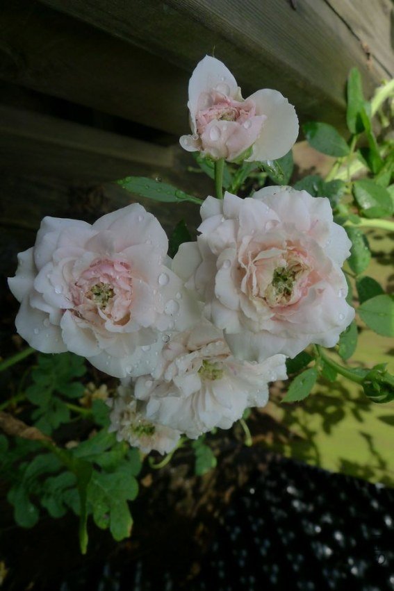 P1060001.JPG