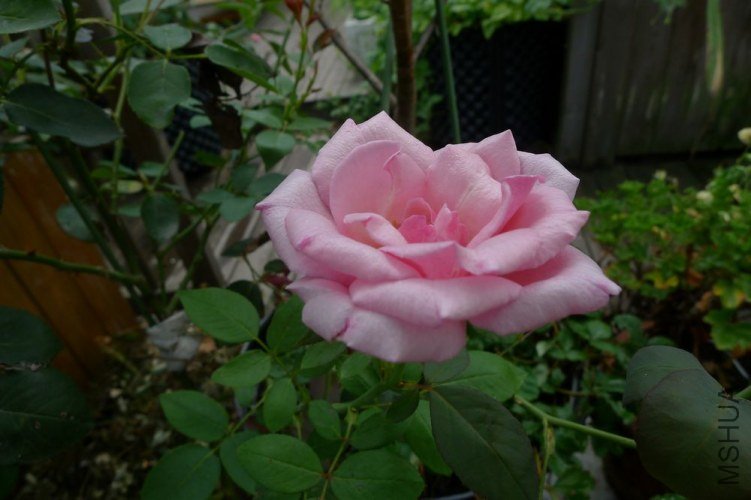 P1060019.JPG