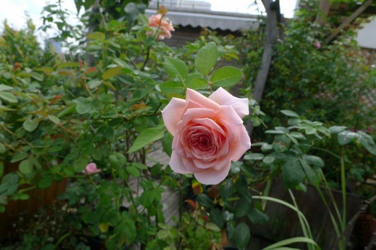 P1060020.JPG