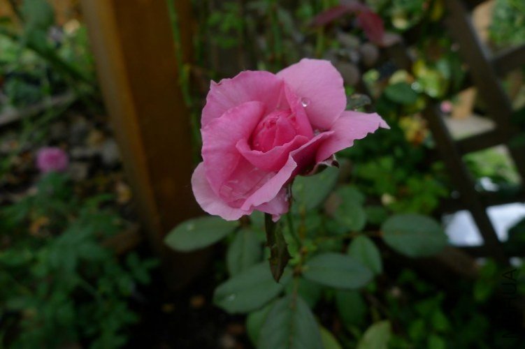 P1060050.JPG