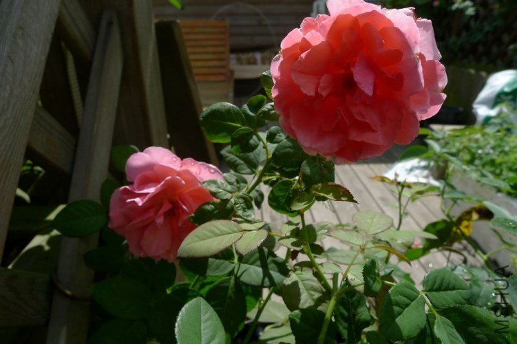 P1060058.JPG