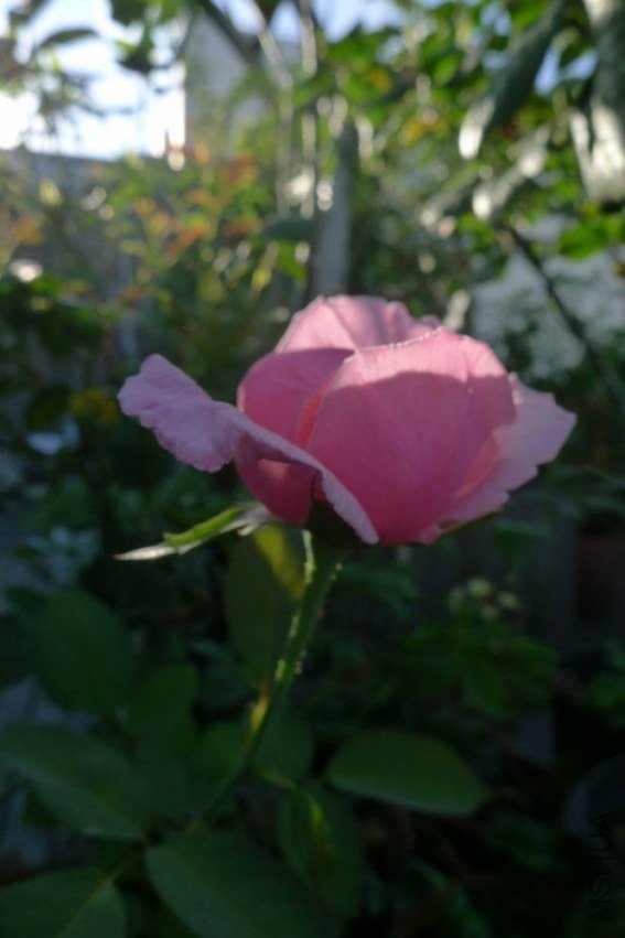 P1060105.JPG
