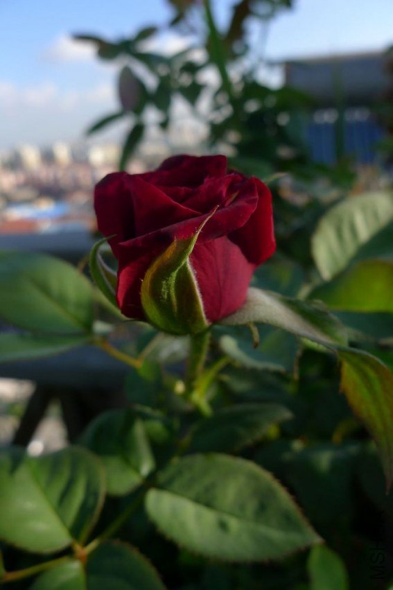 P1060106.JPG