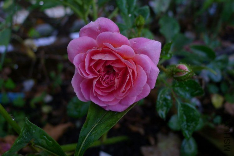 P1060177.JPG