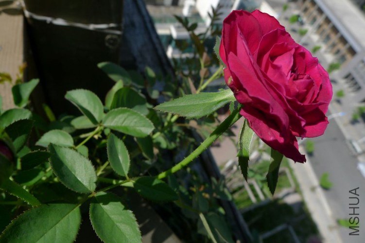 P1060209.JPG