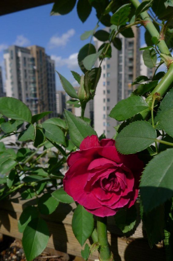 P1060210.JPG