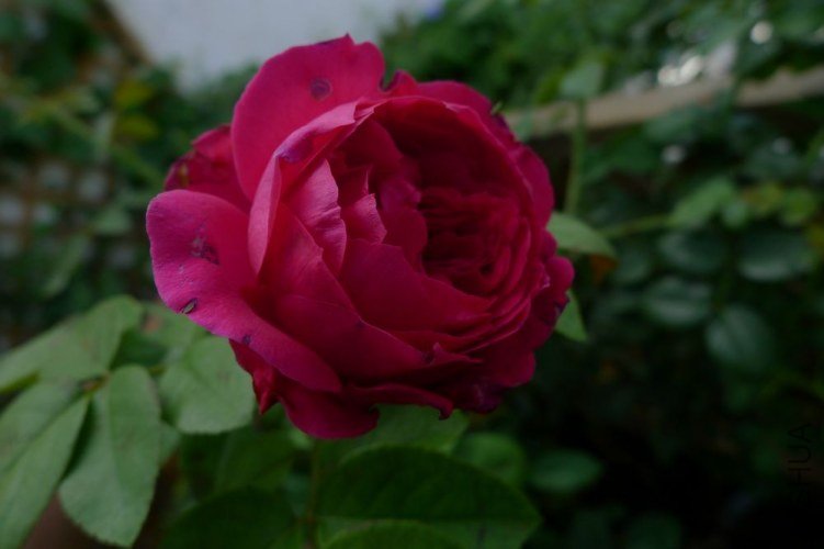 P1060218.JPG