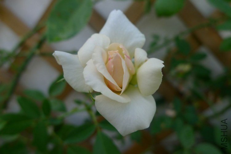 P1060225.JPG