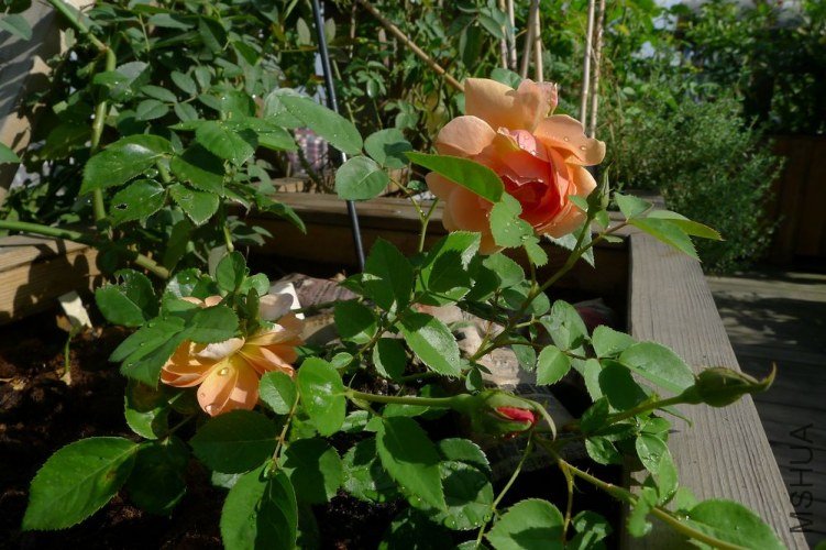 P1060231.JPG