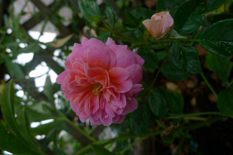 P1060250.JPG