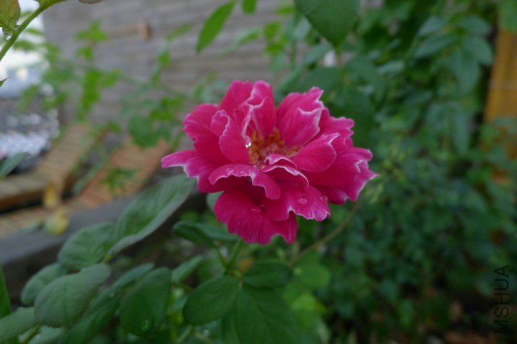 P1060283.JPG