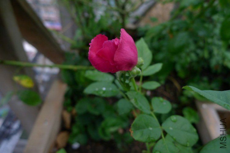 P1060289.JPG