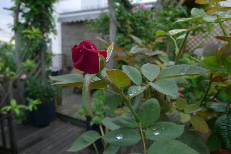 P1060292.JPG