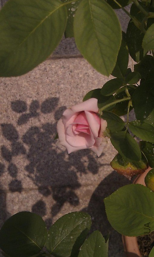 IMAG0078.jpg