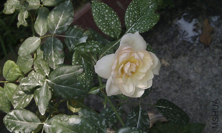 IMAG0080.jpg