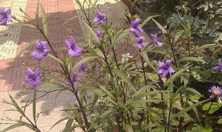 IMAG0081.jpg